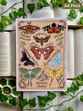 Bestriary – Moths / Kunstdruck - fast ausverkauft -